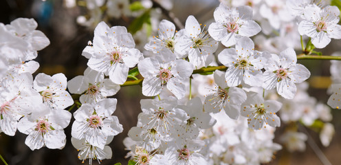 Spring flowers. Beautifully blossoming tree branch. Wide photo.