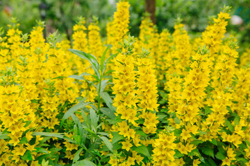 Background of yellow flowers