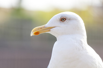 カモメ