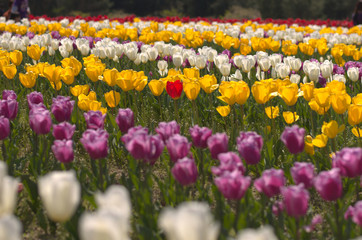 チューリップ（Tulip）