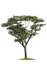 Obraz premium Green tree, beautiful white backdrop