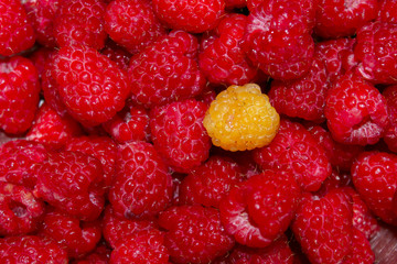 Summer Background. Close Up Of Red Berries. Red And Yellow Raspberries. Fresh Raspberries Background. 
