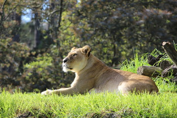 Lazy Lioness