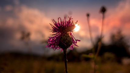 Wiesenblume im Abendrot