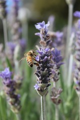 Lavender & Bee