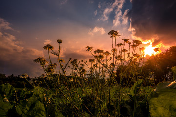 Blumenwiese kurz vor Sonnenuntergang