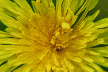 SONCHUS - Sunny flower on the meadow