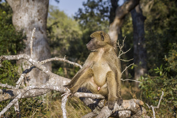 Chacma baboon in Kruger National park, South Africa