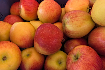 Fototapeta na wymiar An apple is a sweet, fruit produced by an apple tree.