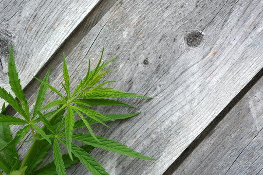 green hemp plant on a gray old wooden diagonal background,beautiful natural bright composition