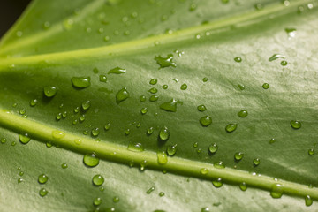 Water drops on green leaves.