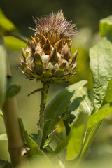 Artichoke flower on cultivated plant field.