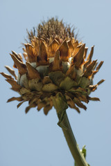 Artichoke flower on cultivated plant field.