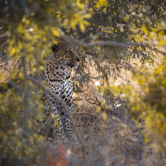 Leopard in Yala National park, Sri Lanka