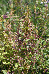 Quendel-Seide (Cuscuta epithymum) - dodder