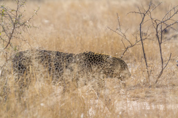 Leopard in Kruger National park, South Africa