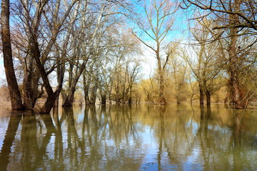 Fototapeta na wymiar Trees (tree trunks) standing in high water of Danube river during a spring floods on a calm day. Reflection of tree trunks in water