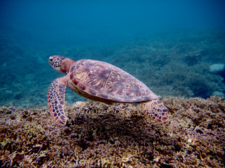 Okinawa,Japan-July 5, 2018: Sea Turtle swimming near Miyako island, Okinawa, Japan
