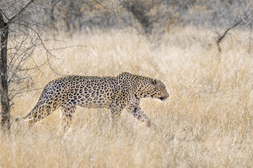 Leopard in Kruger National park, South Africa