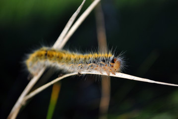 Lasiocampa trifolii (grass eggar) fuzzy tiger colored caterpillar crawling on gray grass close up macro detail, soft dark blurry background