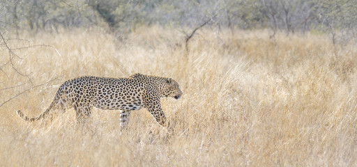 Naklejka premium Lampart w Parku Narodowym Krugera w RPA