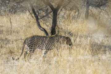 Leopard in Kruger National park, South Africa