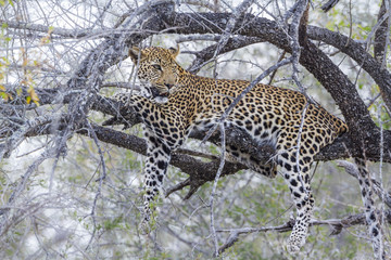 Leopard in Kruger National park, South Africa