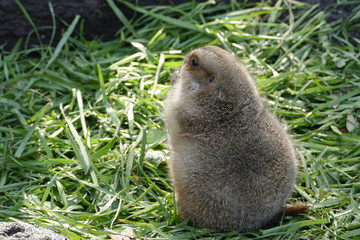 Marmottes