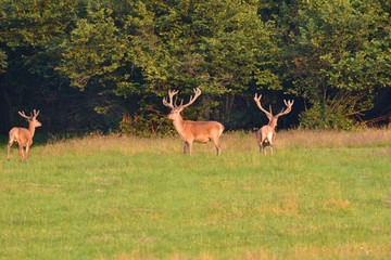 herd of deer with antlers in the woods