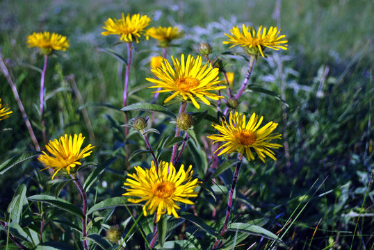 Doronicum Plantagineum (the Plantain-leaved Leopard's-bane Or Plantain False Leopardbane) Blooming Flowers On Blurry Grass Background