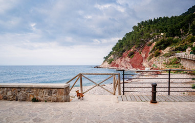 Dog adimiring the calm sea and clouds above the Port de Valldemossa in Mallorca Majorca Spain