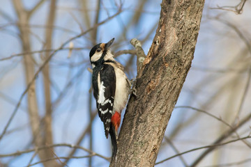 Great spotted woodpecker sitting on tree, spring