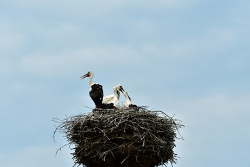 stork mutter feeding the little baby in the nest