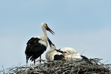 stork mutter feeding the little baby in the nest