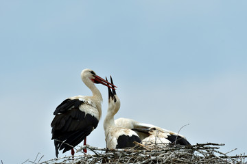 stork mutter feeding the little baby in the nest