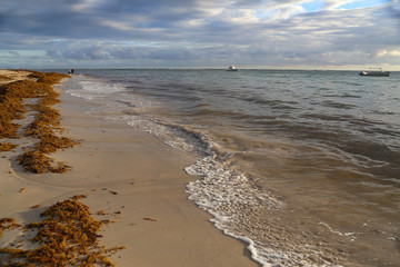 Morning on the beach of Bavaro (Dominican Republic) / Thrown on the sand seaweed