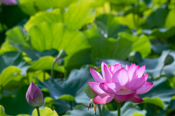 Fototapeta premium 蓮の花