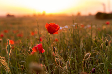 Beautiful field of red poppies in the sunset light