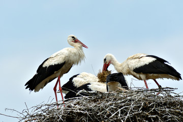 stork mutter feeding the little baby in the nest