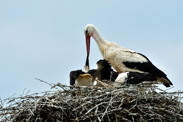 Fototapeta premium stork mutter feeding the little baby in the nest