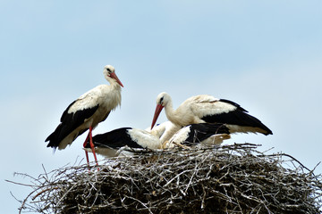 stork mutter feeding the little baby in the nest