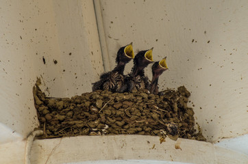 rondini in attesa del cibo