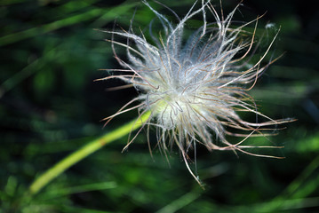 Pulsatilla flower (prairie crocus or Easter flower) white fluffy fruit with seeds on dark green grass background
