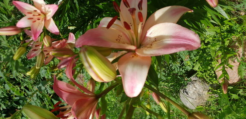 Lily in pink shade