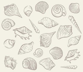 sea shellfish and seashells. vector illustration