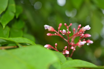 Fototapeta premium Kwiat