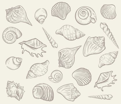 sea shellfish and seashells. vector illustration