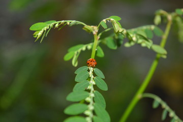 Ladybug