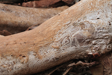 damage of bark-beetles at a tree trunk