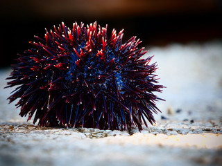 Sea Urchin on a stone during late afternoon sun